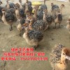 鸵鸟苗价格 江西鸵鸟养殖基地 大量出售纯种非洲鸵鸟苗