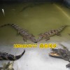 河南鹤壁市商品鳄鱼活体多少钱一斤