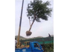 河南10公分國槐價格報價|優(yōu)質(zhì)商家