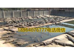 湖北潛江市70公分鱷魚苗多少錢