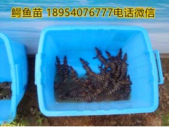 湖北武穴市1米半鱷魚多少錢