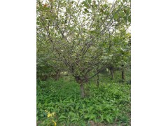 麗水18公分金枝槐基地種植數(shù)量800畝
