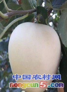 蘋果苗維納斯黃金蘋果苗 (2)