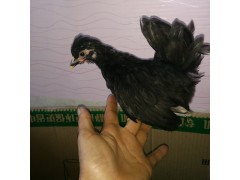 元寶雞價格 元寶雞圖片大全
