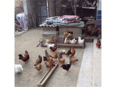 純種元寶雞圖片大全單冠 元寶雞什么品種珍貴