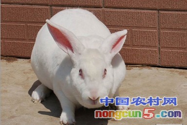 新西蘭8