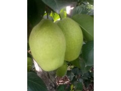 雨露香梨苗專(zhuān)業(yè)培育基地告訴你雨露香梨適應(yīng)在大西北地區(qū)生長(zhǎng)