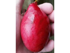 早紅考密斯梨苗西洋梨品種意大利黑梨苗價(jià)格6元一棵