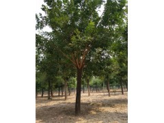 菏澤20公分合歡樹基地現(xiàn)代化種植