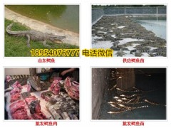 河南漯河市金沙灘鱷魚養(yǎng)殖場