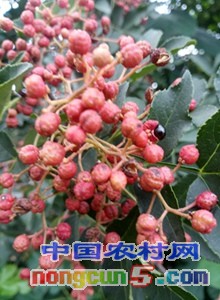 花椒苗 (69)