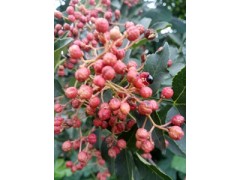 花椒苗品種多山東的大紅袍花椒苗顏色好