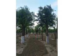 周口30公分皂角樹基地專業(yè)種植苗木