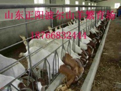 福建肉羊價格