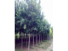 延西30公分合歡樹基地大規(guī)模種植