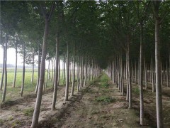 河北白蠟樹18公分價格