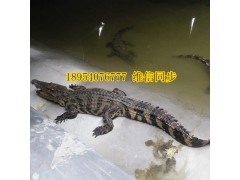 滄州地區(qū)無皮鱷魚肉價(jià)格多少
