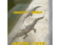 滄州地區(qū)無(wú)皮鱷魚(yú)肉鱷魚(yú)養(yǎng)殖場(chǎng)供應(yīng)