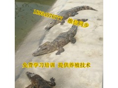 鄆城地區(qū)鱷魚鞭鱷魚養(yǎng)殖場供應(yīng)