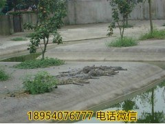 紅河地區(qū)鱷魚(yú)血酒怎么賣(mài)的