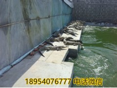 襄陽地區(qū)鱷魚雪米鱷魚養(yǎng)殖場供應(yīng)