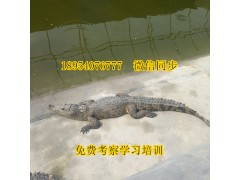 廣州地區(qū)帶皮鱷魚肚腩肉鱷魚養(yǎng)殖場供應(yīng)