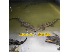 襄陽地區(qū)帶皮鱷魚腿肉怎么賣的