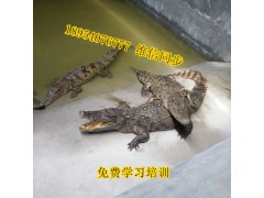 懷化地區(qū)帶皮鱷魚爪鱷魚養(yǎng)殖場供應(yīng)