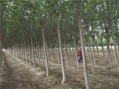 速生白蠟樹(shù)10公分價(jià)格 白蠟樹(shù)種植基地