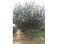 唐山18公分金葉槐基地大量精品苗木供應(yīng)