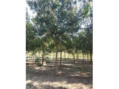 12公分速生國槐 菏澤速生國槐樹價格