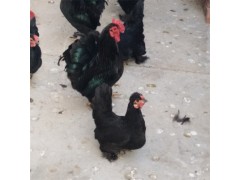 元寶雞什么顏色貴 元寶雞多少錢(qián)一只