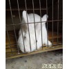 成年肉兔多少錢(qián)一只