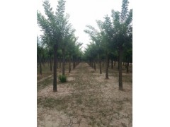 青島40公分國槐基地提供種植技術(shù)
