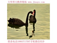 晉中鴕鳥(niǎo)苗多少錢一只