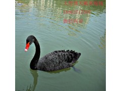 湘西鴕鳥苗多少錢一只