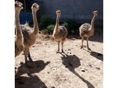 孝感鴕鳥苗多少錢一只