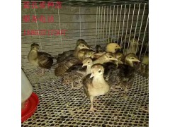 烏蘭察布鴕鳥苗多少錢一組