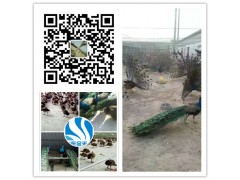 吉林出售人工養(yǎng)殖黑天鵝全國發(fā)貨 貨到付款