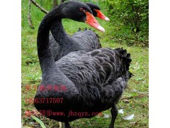 淮南養(yǎng)殖黑天鵝批發(fā)全國(guó)發(fā)貨 貨到付款