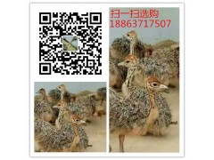 濟(jì)寧哪里有一年黑天鵝全國(guó)發(fā)貨 貨到付款