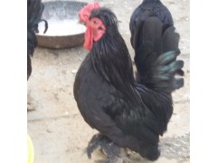 白色元寶雞多少錢一只 近日元寶雞價格