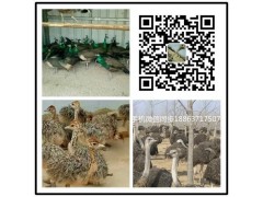 重慶哪里有養(yǎng)殖黑天鵝的全國(guó)發(fā)貨 貨到付款