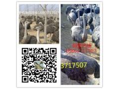 大慶大量出售黑天鵝全國(guó)發(fā)貨 貨到付款