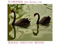濮陽大量供應(yīng)養(yǎng)殖黑天鵝全國發(fā)貨 貨到付款