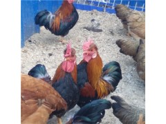黑色元寶雞多少錢一只 元寶雞多少錢一只