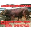 夏洛萊牛種養(yǎng)殖供應(yīng)