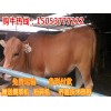 純種黃牛種牛銷(xiāo)售月度評(píng)述