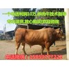 純種肉牛牛苗供應(yīng)的價(jià)格