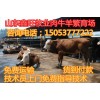 小牛苗銷(xiāo)售代理